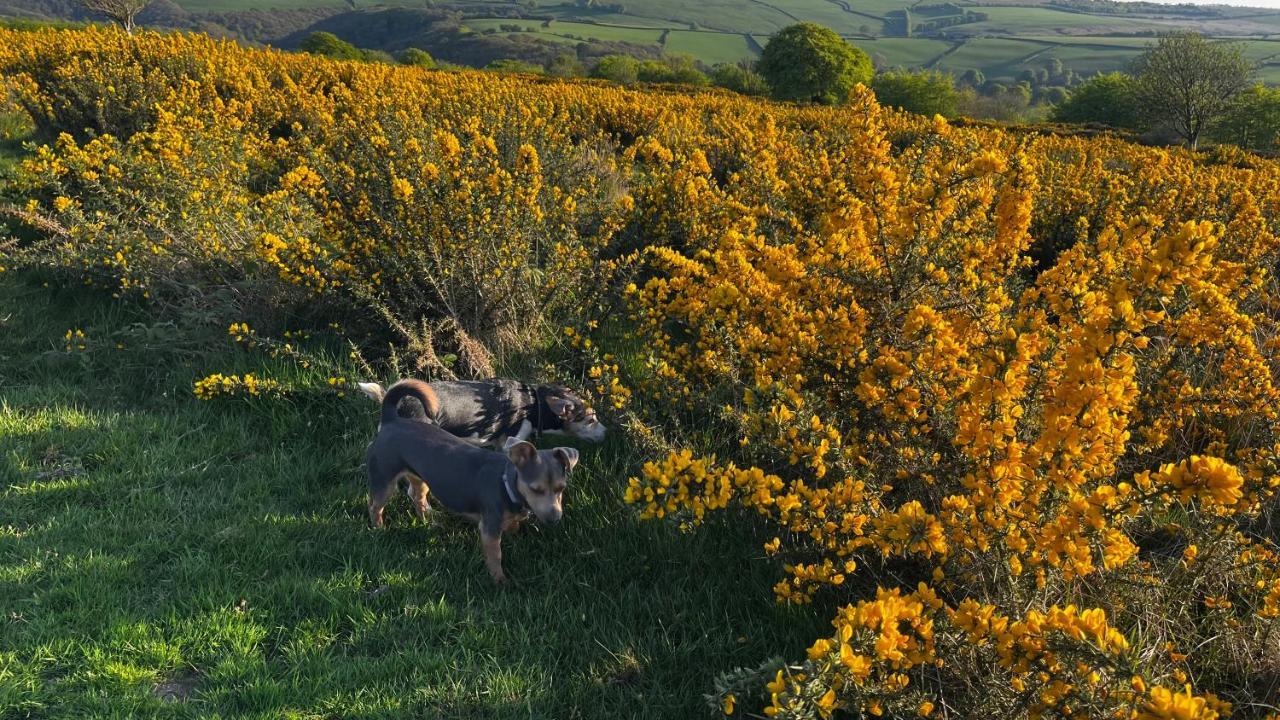 Exmoor Retreat On Two Moors Way Withypool Exterior photo